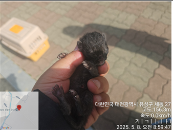 한국 고양이 이미지 파일 입니다.