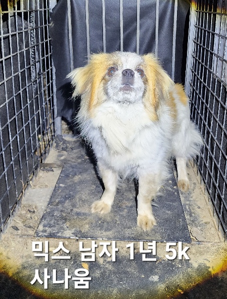 믹스견 이미지 파일 입니다.