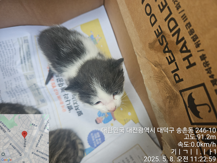 한국 고양이 이미지 파일 입니다.
