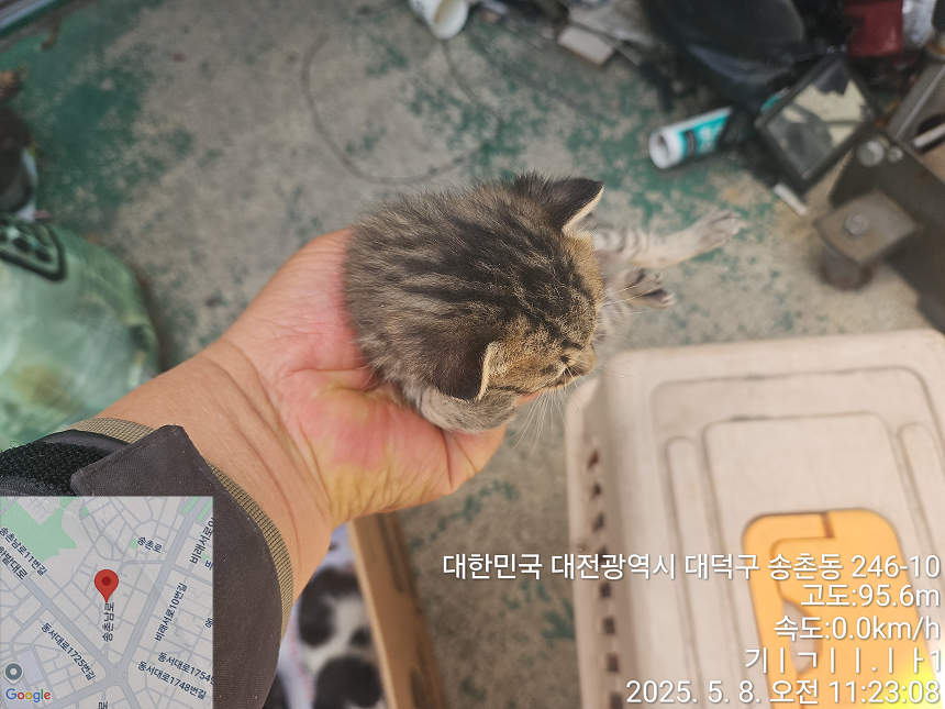 한국 고양이 이미지 파일 입니다.