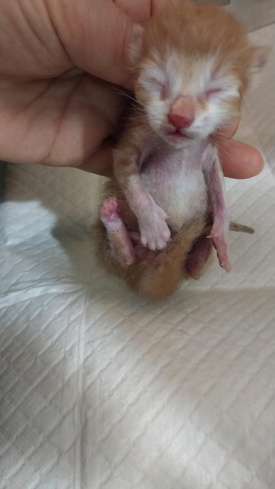 한국 고양이 이미지 파일 입니다.