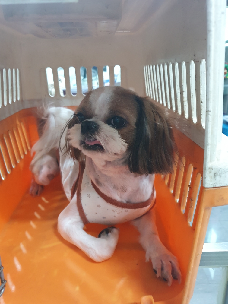 시츄 이미지 파일 입니다.