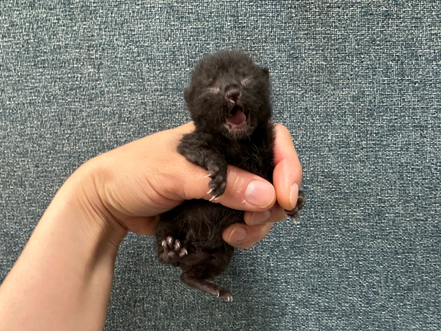 한국 고양이 이미지 파일 입니다.