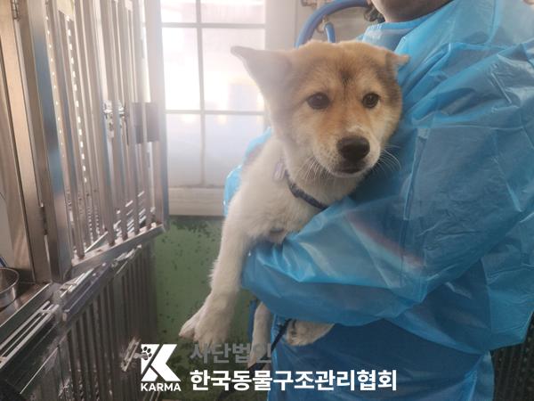 믹스견 이미지 파일 입니다.