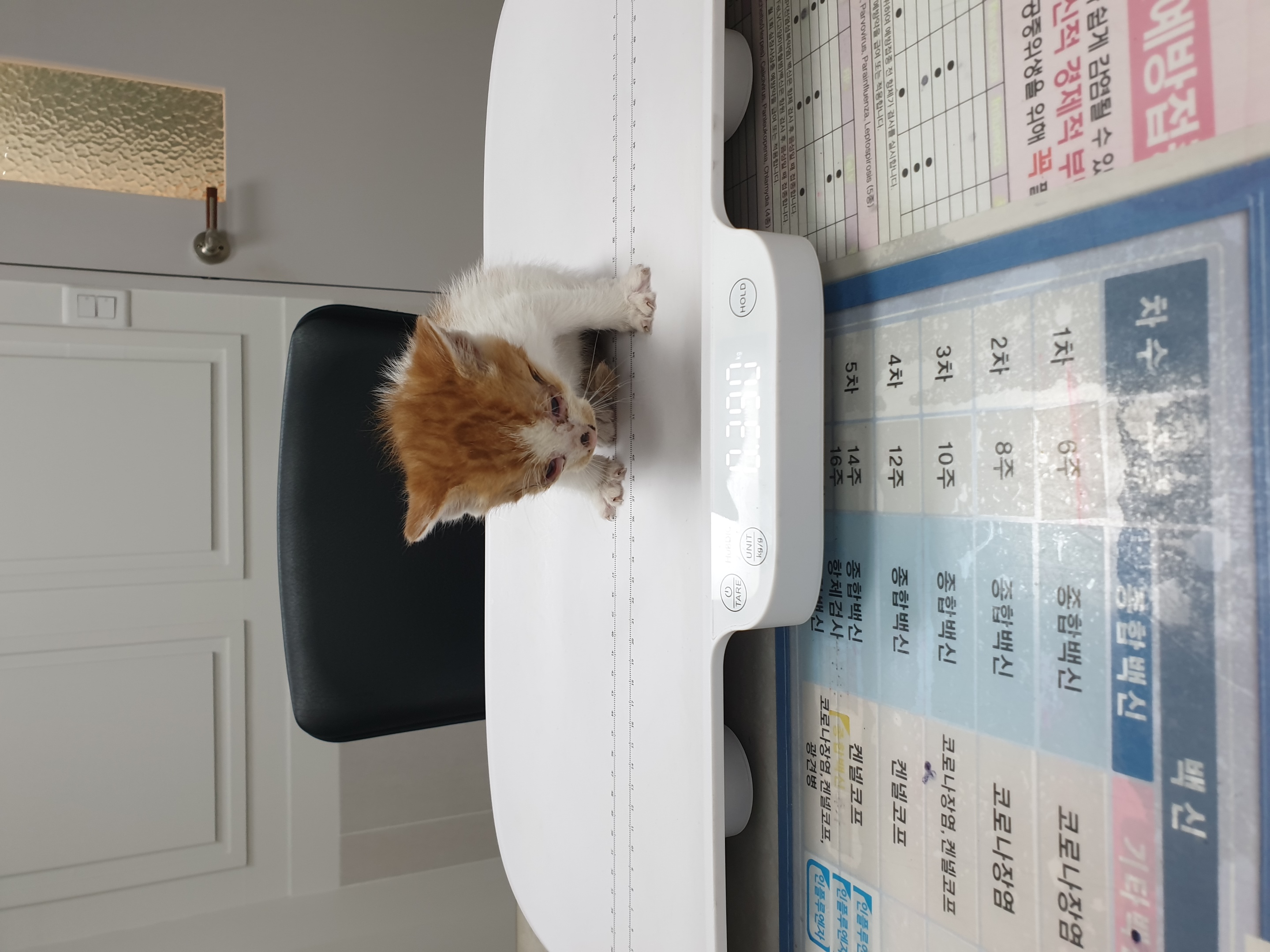 한국 고양이 이미지 파일 입니다.