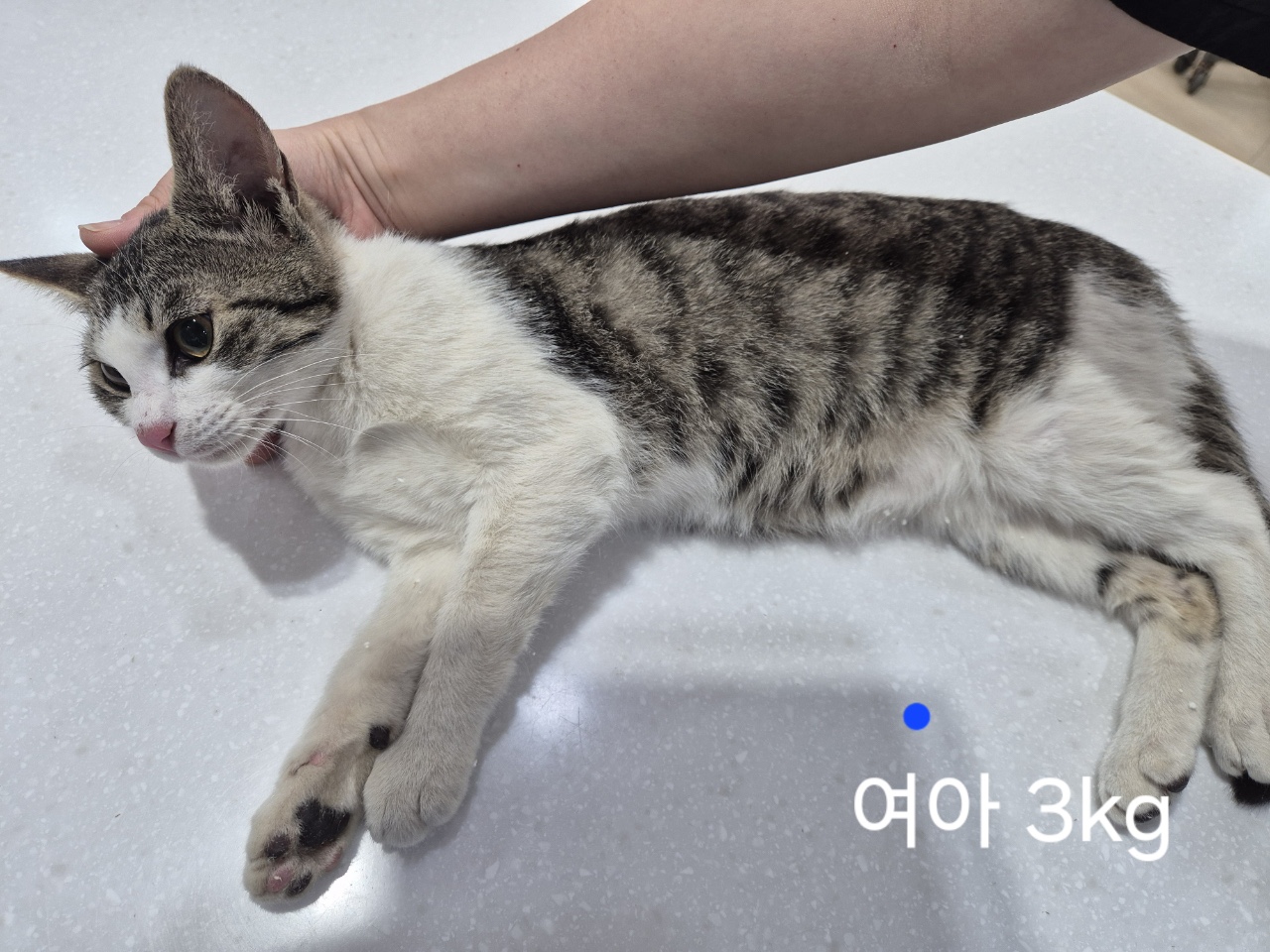 한국 고양이 이미지 파일 입니다.