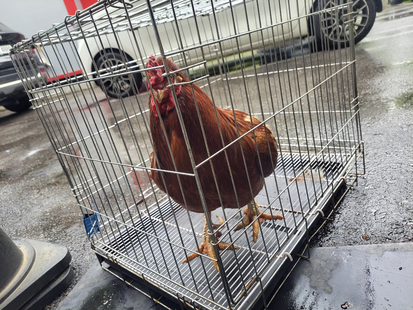 [기타축종] 닭 이미지 파일 입니다.