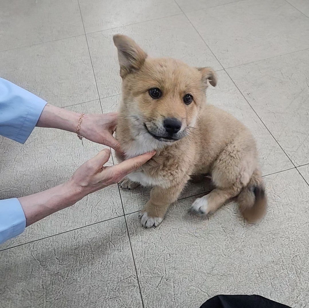 웰시진도믹스 이미지 파일 입니다.
