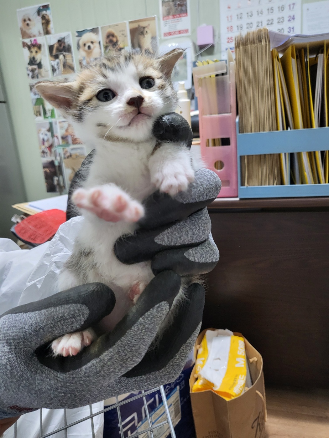 한국 고양이 이미지 파일 입니다.