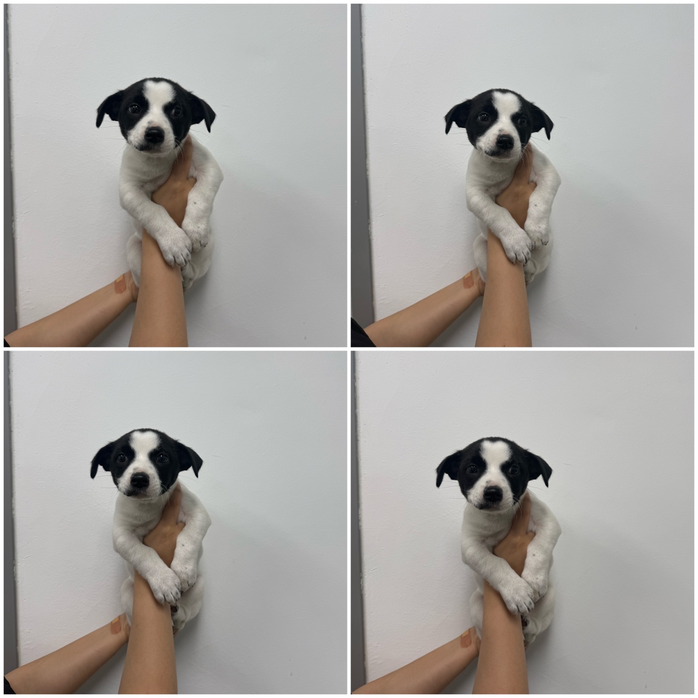 믹스견 이미지 파일 입니다.