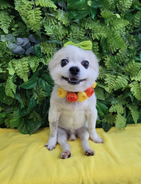 포메라니안 이미지 파일 입니다.