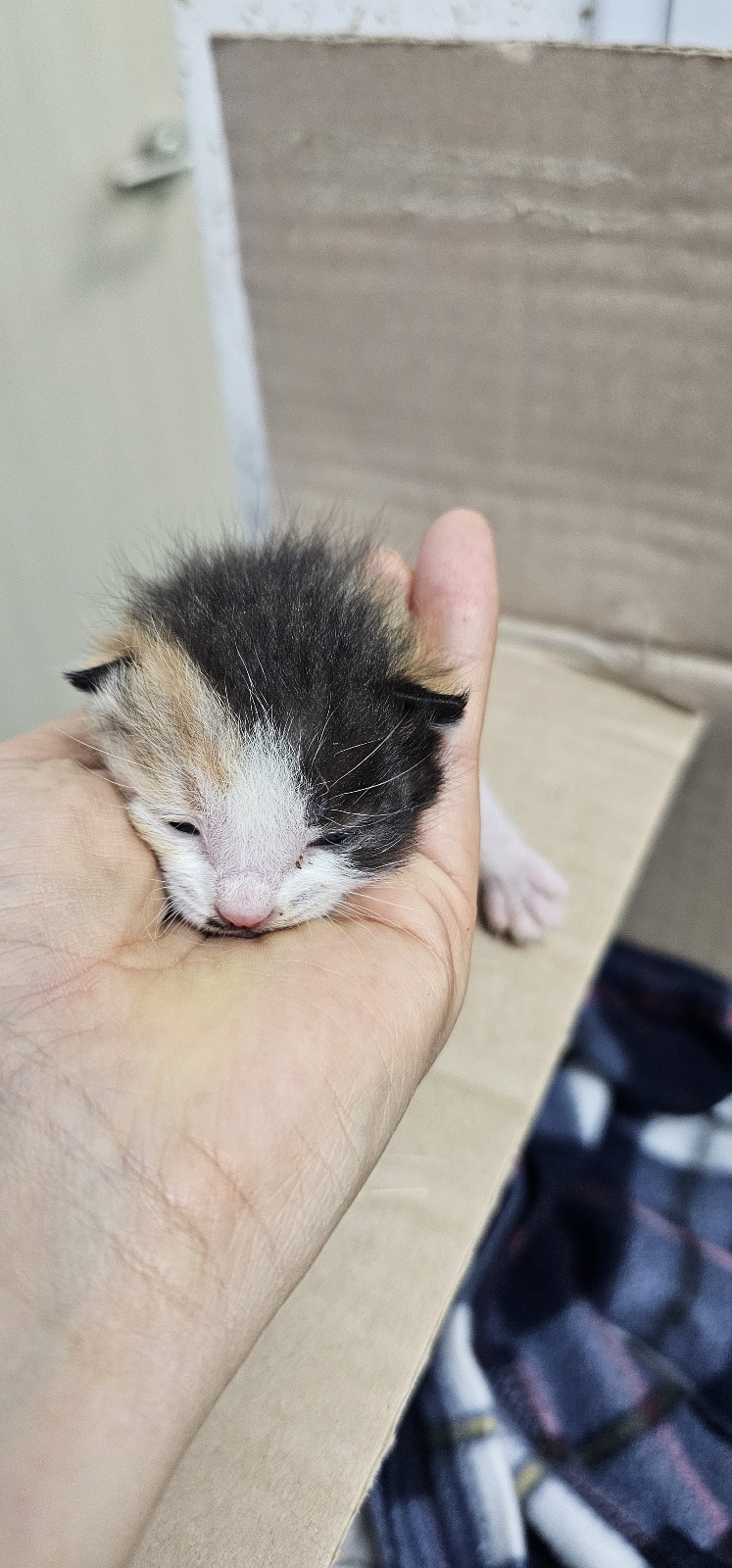 한국 고양이 이미지 파일 입니다.