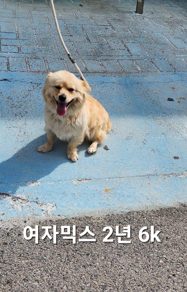 믹스견 이미지 파일 입니다.