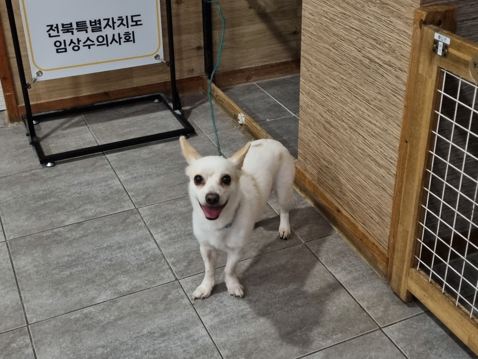 믹스견 이미지 파일 입니다.
