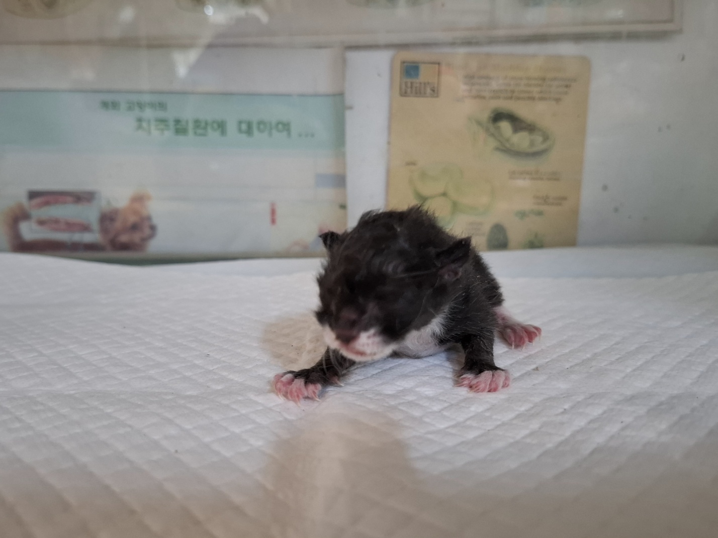 한국 고양이 이미지 파일 입니다.
