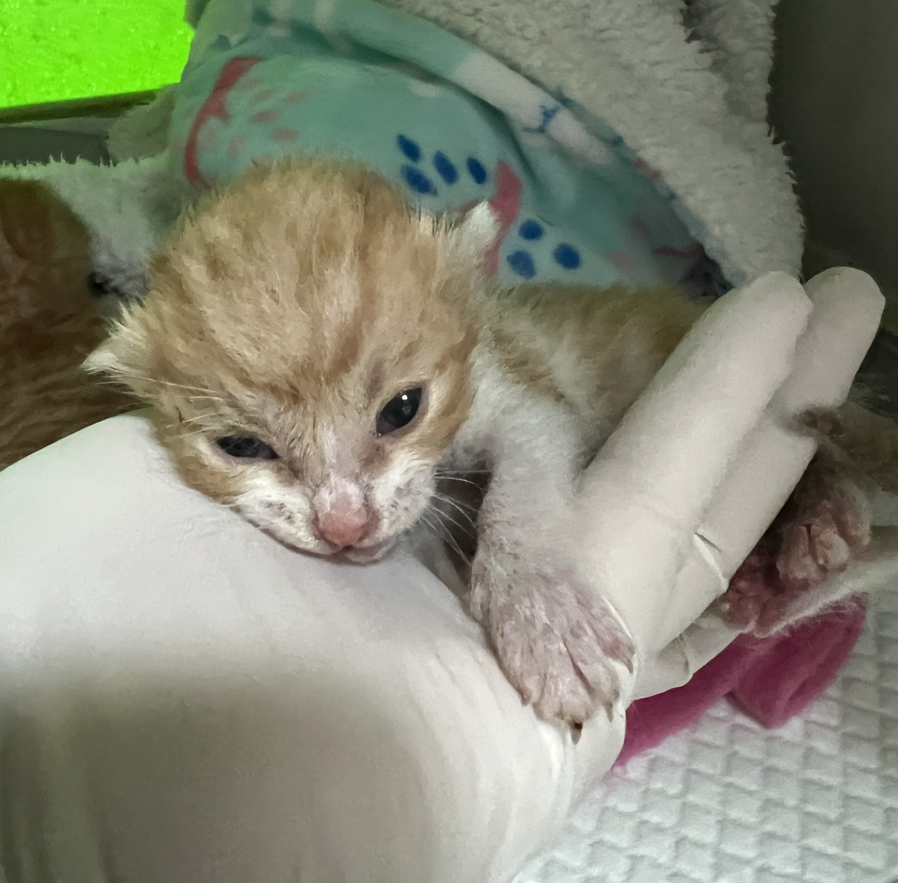 한국 고양이 이미지 파일 입니다.