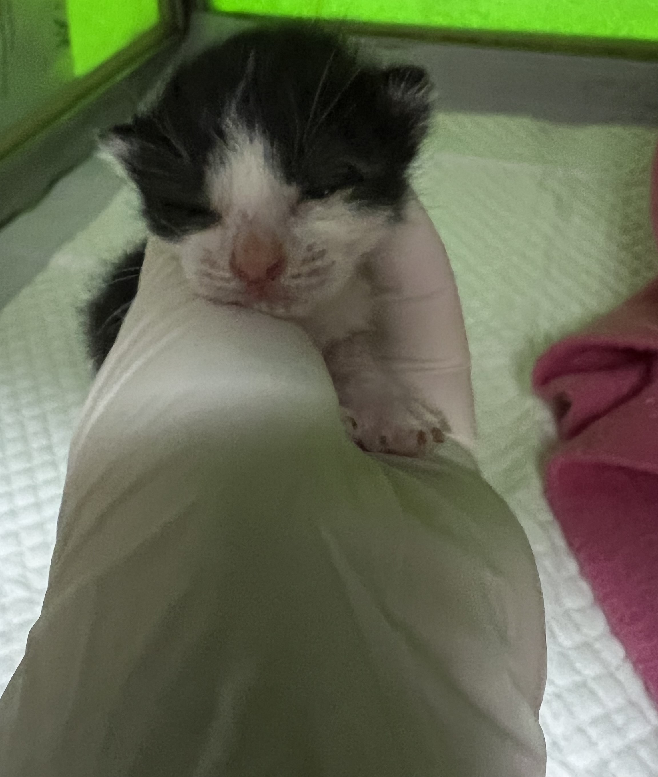 한국 고양이 이미지 파일 입니다.
