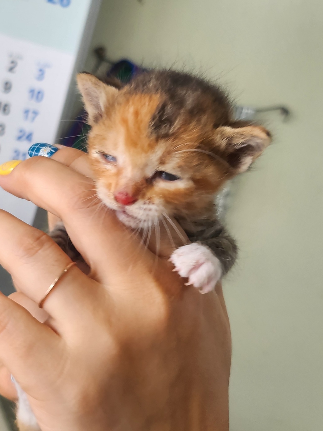 한국 고양이 이미지 파일 입니다.