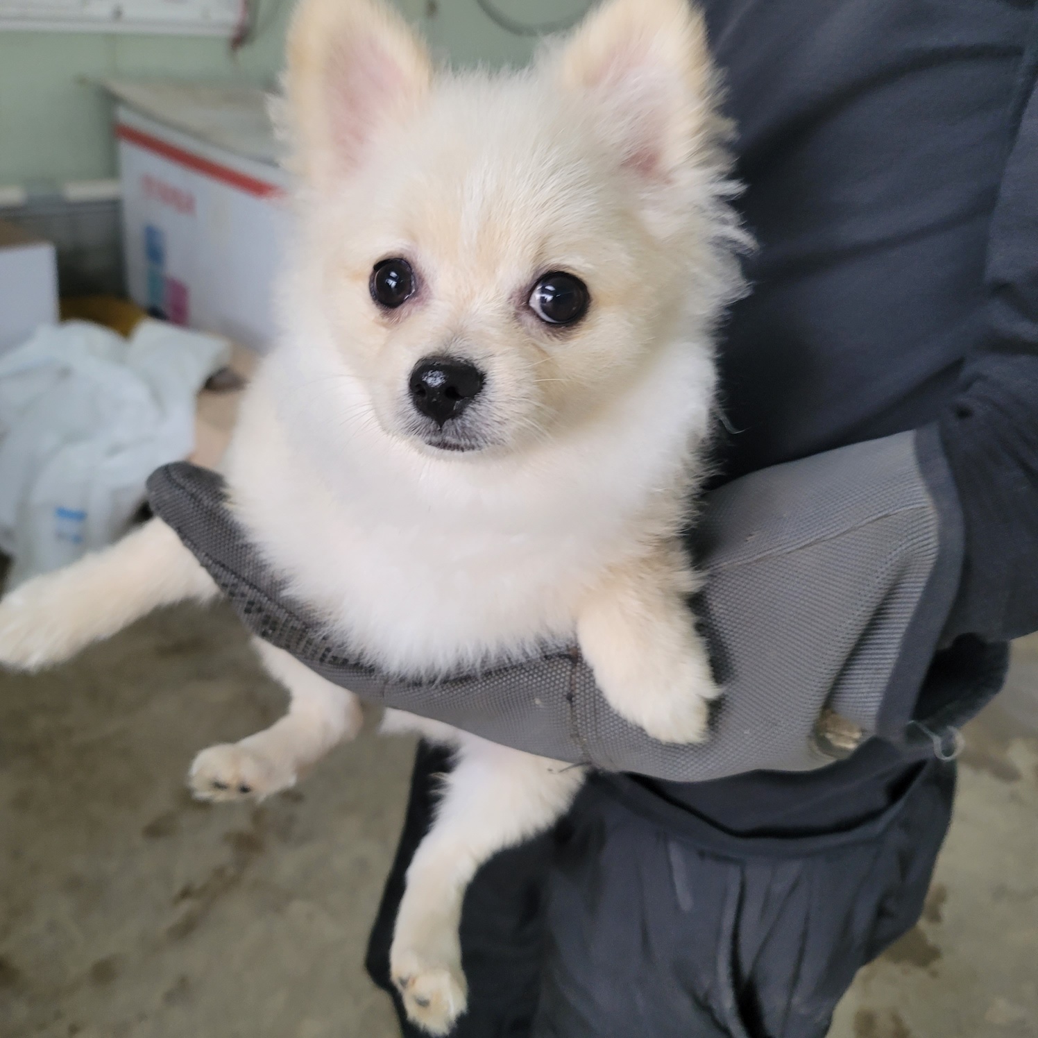 포메라니안 이미지 파일 입니다.
