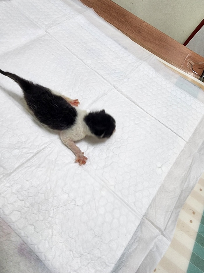 한국 고양이 이미지 파일 입니다.