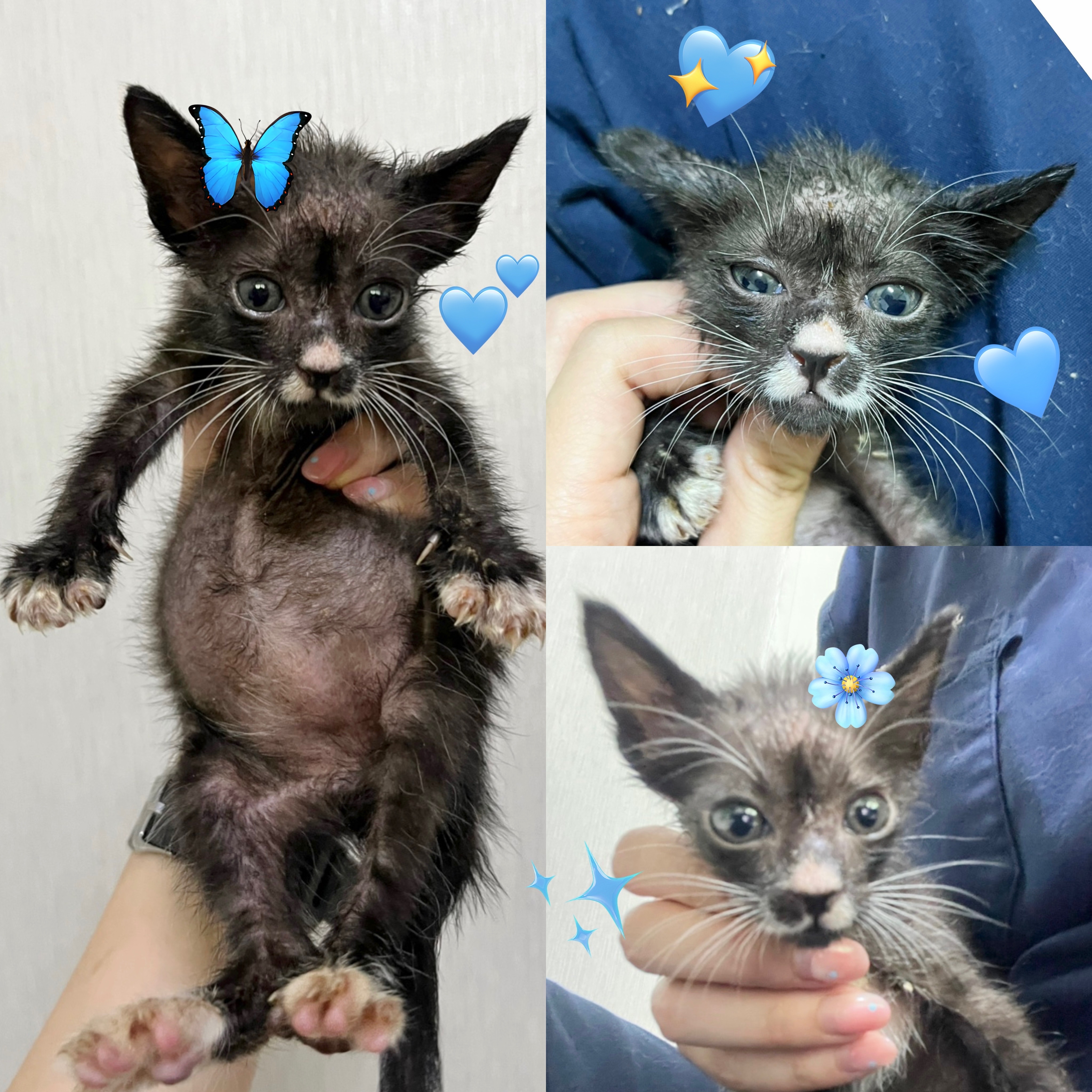 한국 고양이 이미지 파일 입니다.