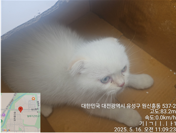 터키시 앙고라 이미지 파일 입니다.