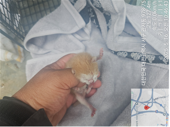 한국 고양이 이미지 파일 입니다.