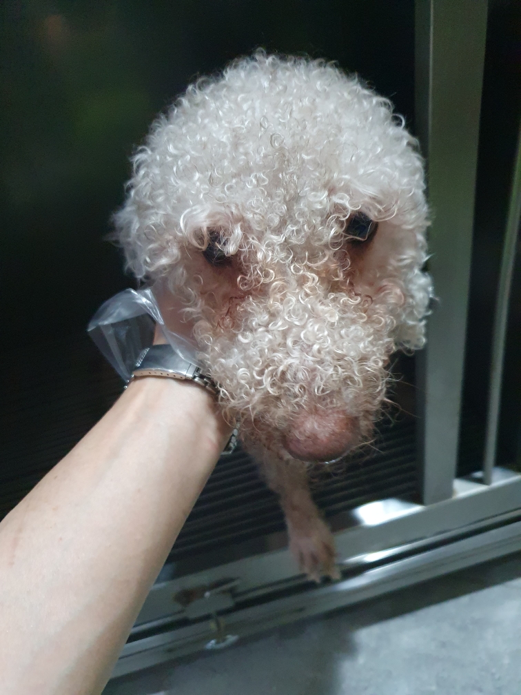 베들링턴 테리어 이미지 파일 입니다.