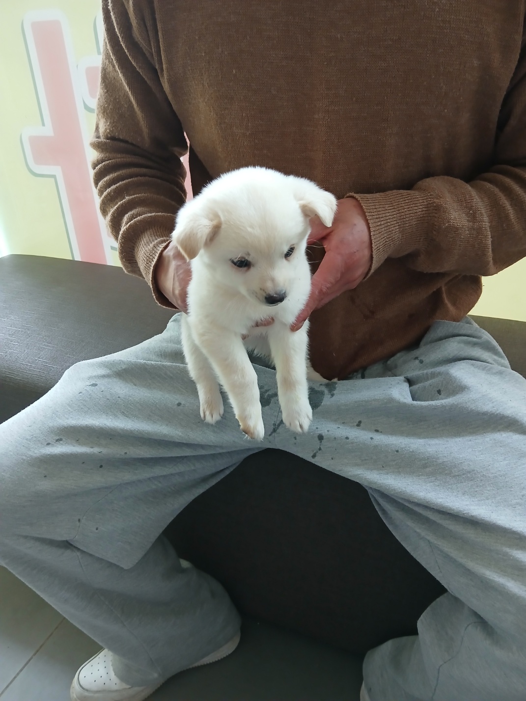 믹스견 이미지 파일 입니다.
