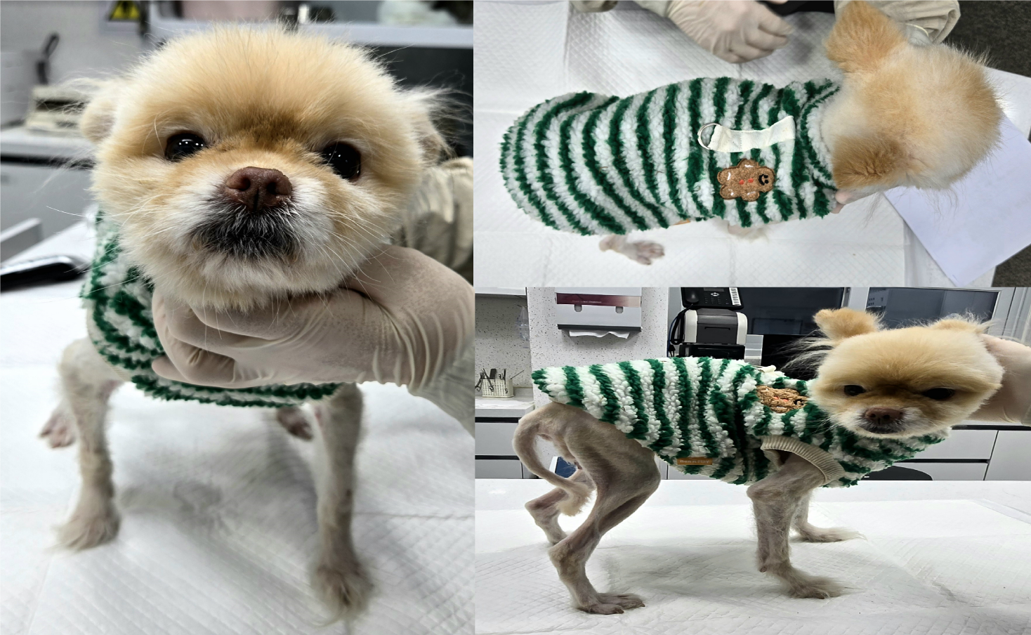 포메라니안 이미지 파일 입니다.