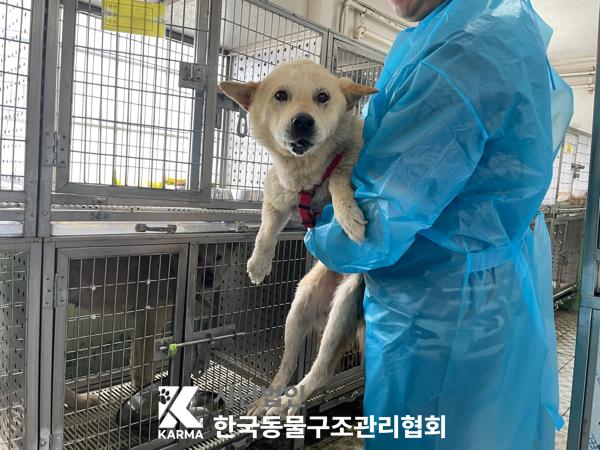 믹스견 이미지 파일 입니다.