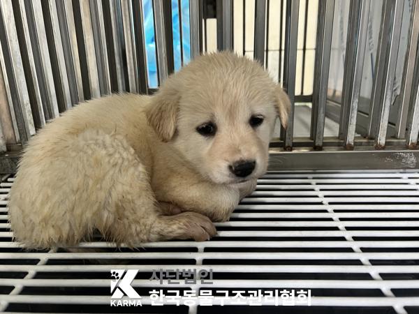 믹스견 이미지 파일 입니다.