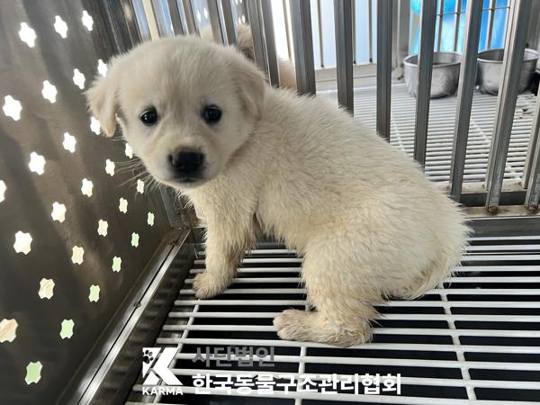 믹스견 이미지 파일 입니다.