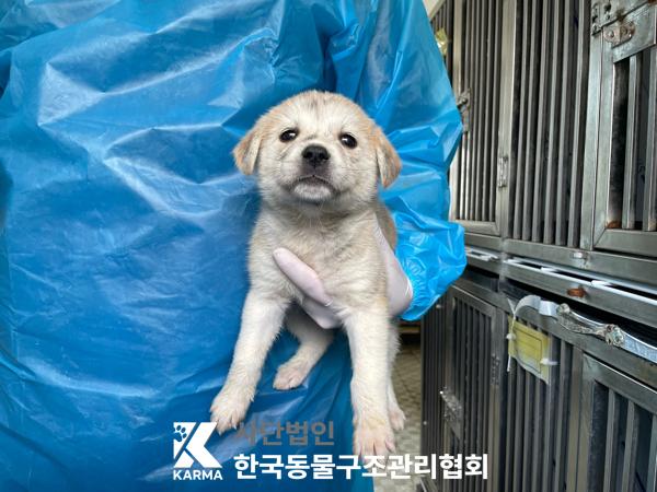 믹스견 이미지 파일 입니다.