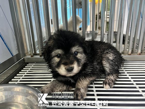 믹스견 이미지 파일 입니다.