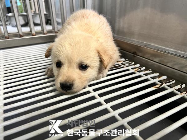믹스견 이미지 파일 입니다.