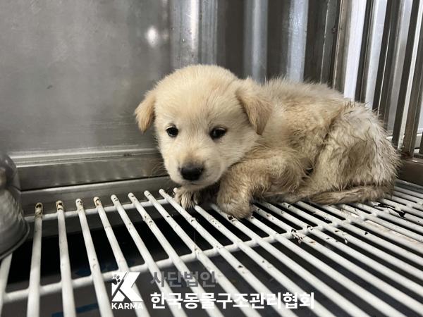 믹스견 이미지 파일 입니다.