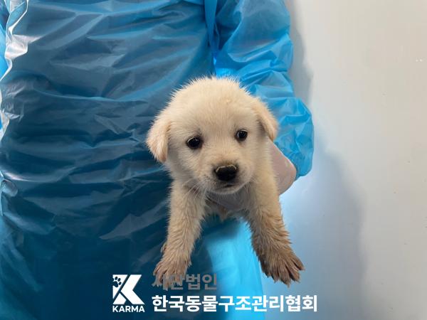 믹스견 이미지 파일 입니다.