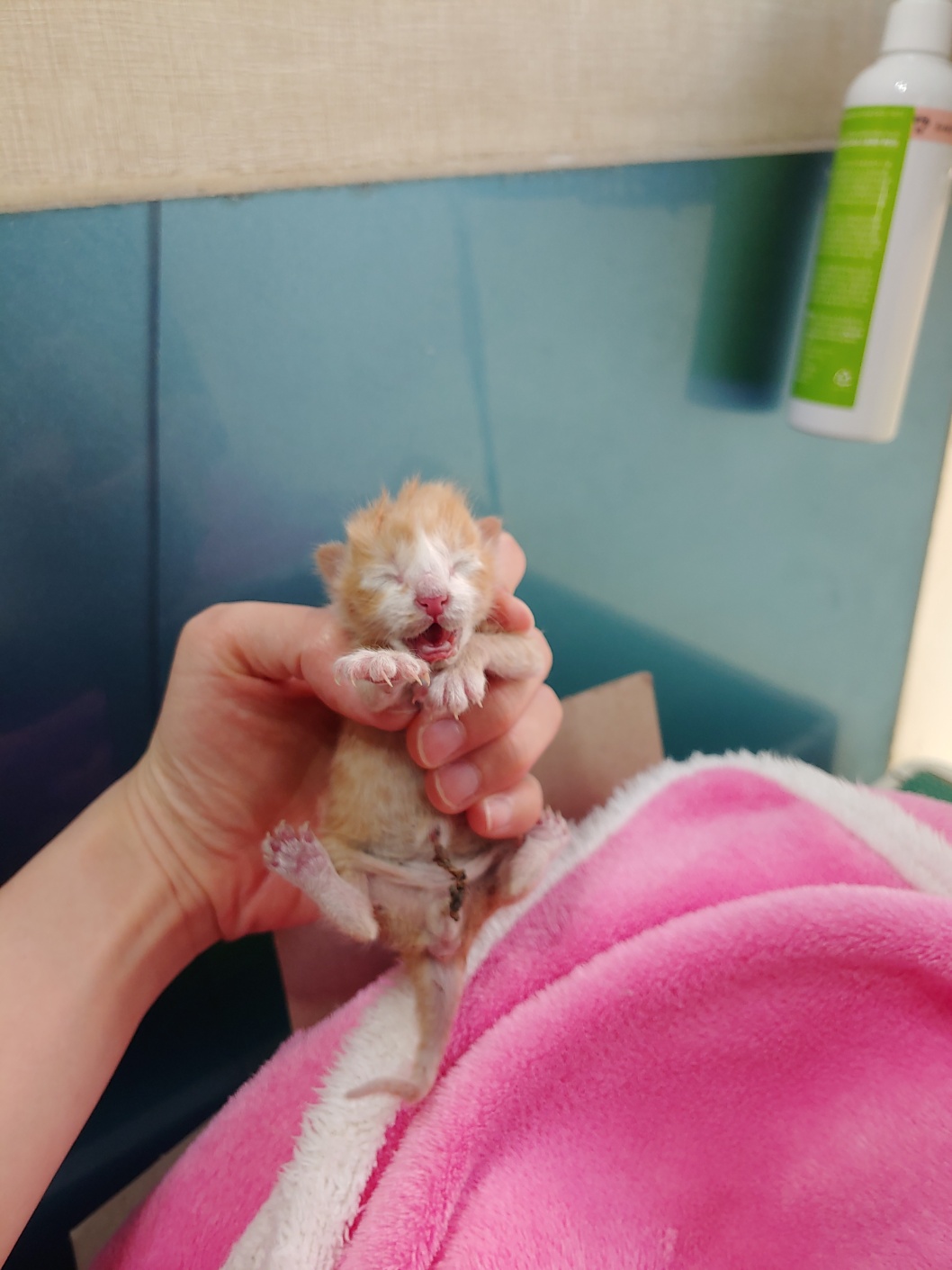 한국 고양이 이미지 파일 입니다.