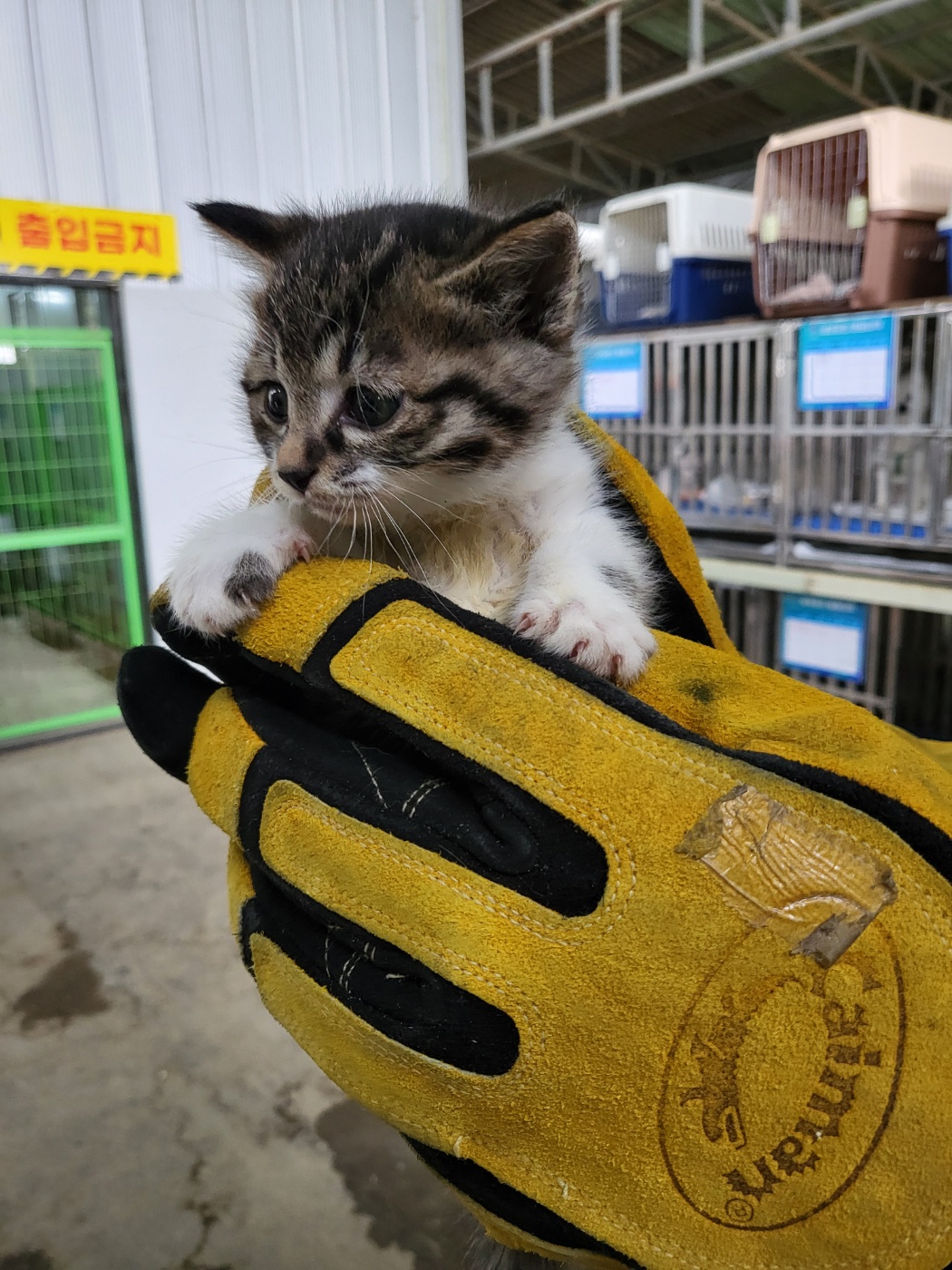 한국 고양이 이미지 파일 입니다.