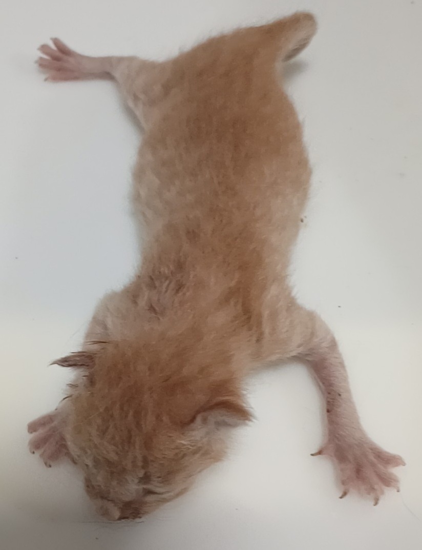한국 고양이 이미지 파일 입니다.