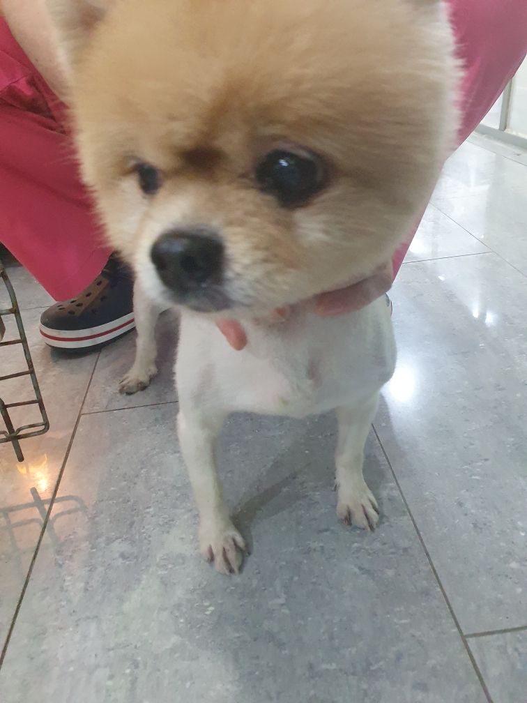 포메라니안 이미지 파일 입니다.