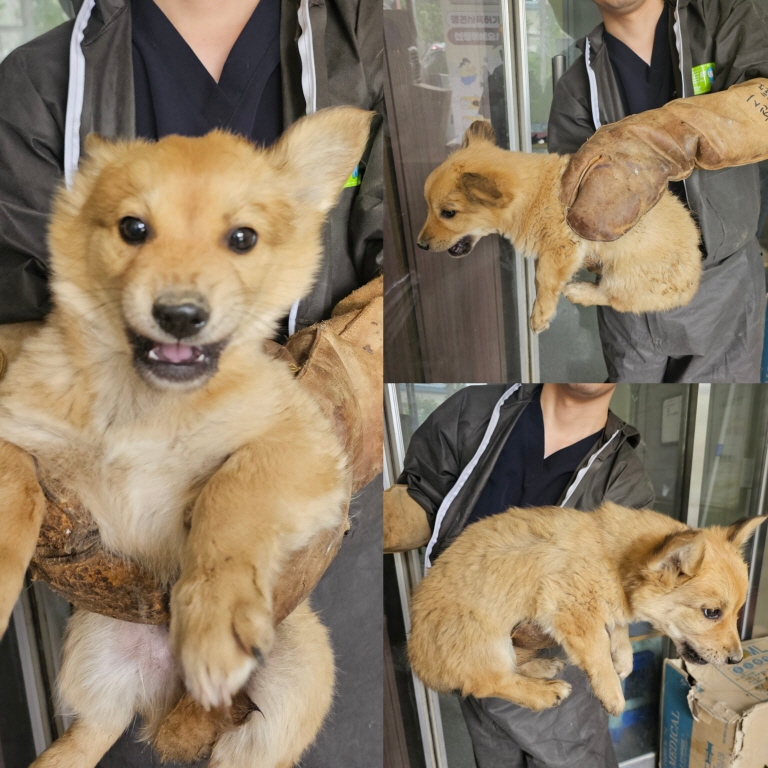 믹스견 이미지 파일 입니다.