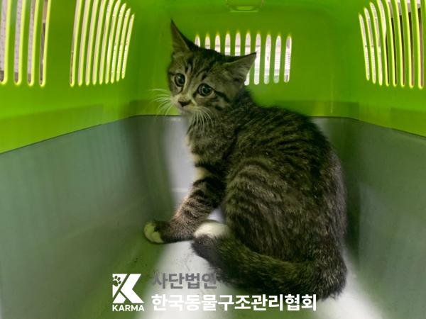 한국 고양이 이미지 파일 입니다.