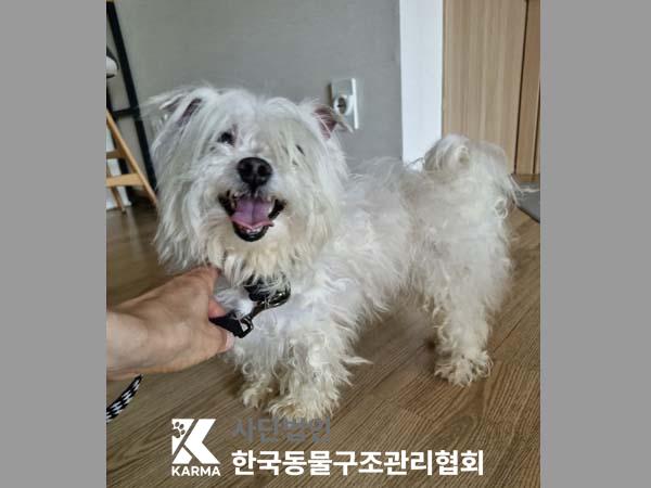 믹스견 이미지 파일 입니다.