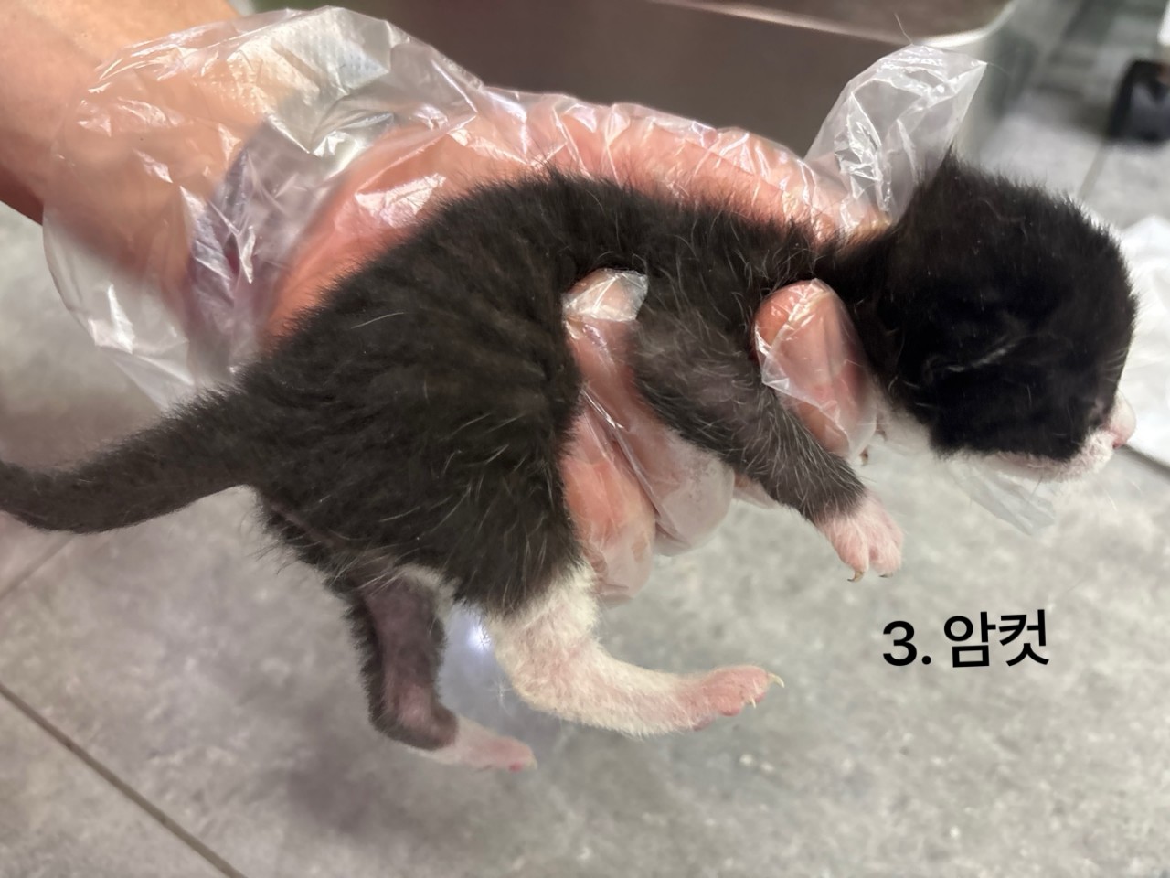 한국 고양이 이미지 파일 입니다.
