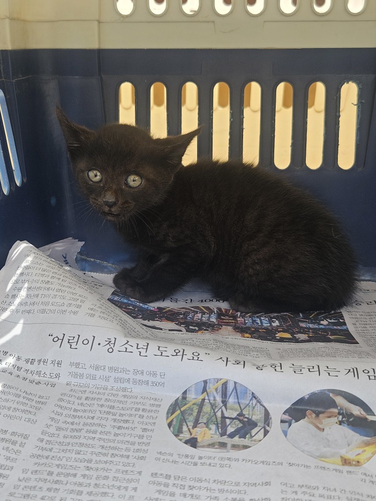 한국 고양이 이미지 파일 입니다.