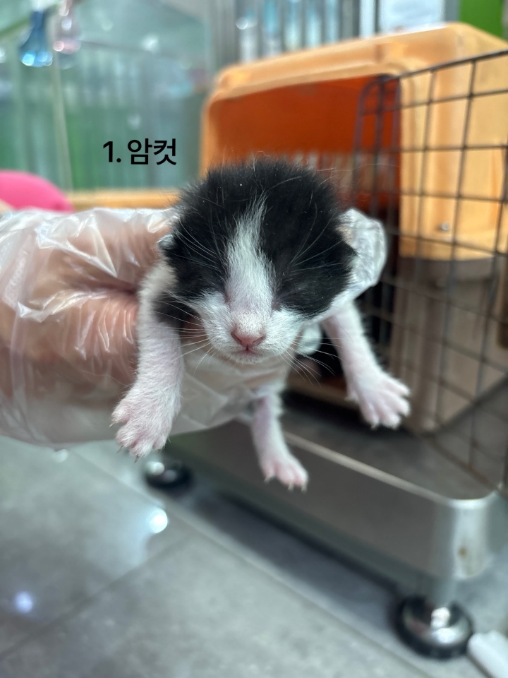 한국 고양이 이미지 파일 입니다.