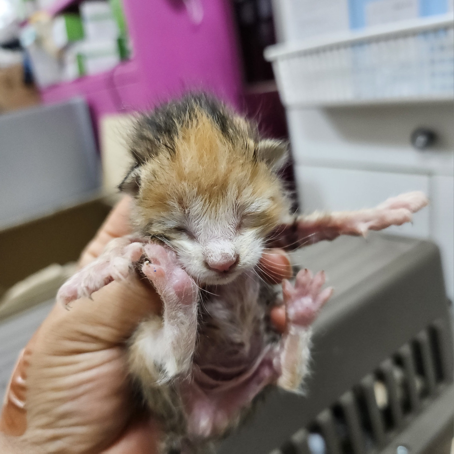 한국 고양이 이미지 파일 입니다.