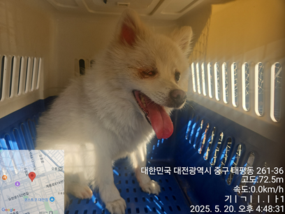 믹스견 이미지 파일 입니다.